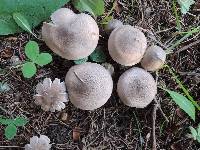 Tricholoma scalpturatum image