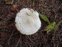 Leucoagaricus carneifolius image