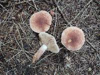 Tricholoma vaccinum image