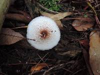 Lepiota cristata image