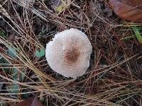 Lepiota subincarnata image