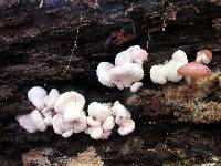 Entoloma abortivum image