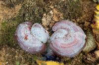 Ganoderma curtisii image