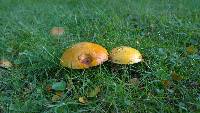 Suillus grevillei image