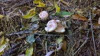 Lactarius vinaceorufescens image