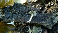 Pluteus thomsonii image