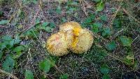 Suillus americanus image