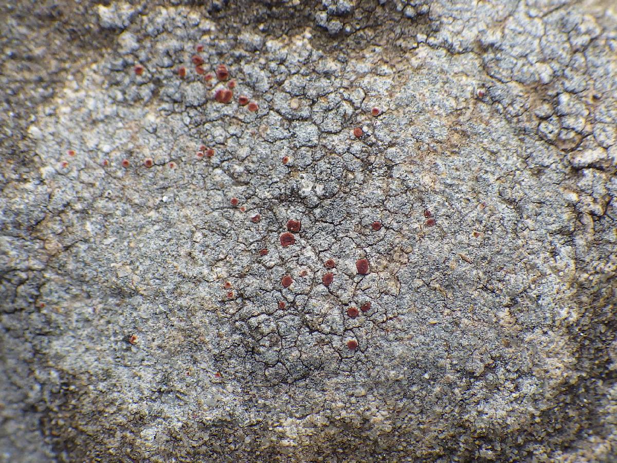 Caloplaca teicholyta image