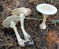 Amanita subcokeri image