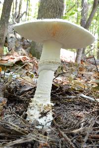 Amanita subcokeri image