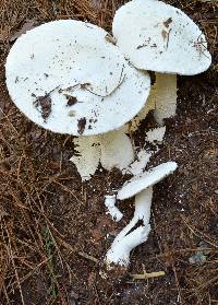 Amanita polypyramis image