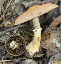 Cortinarius torvus image