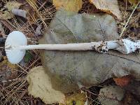 Amanita amerifulva image