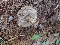 Suillus viscidus image