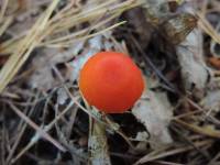 Hygrocybe miniata image