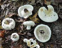 Lactarius deceptivus image