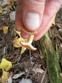 Lactarius oculatus image