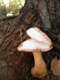 Tylopilus felleus image