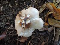 Tricholoma saponaceum image