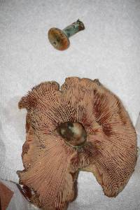 Lactarius rubrilacteus image