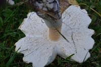 Hypomyces banningiae image