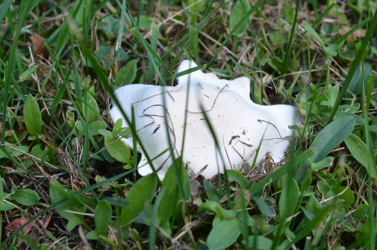Hypomyces banningiae image