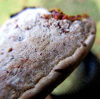 Ganoderma sessile image