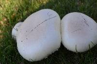 Agaricus arvensis image