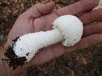 Amanita polypyramis image