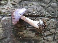 Cortinarius iodes image