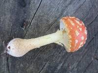 Amanita persicina image