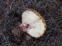 Russula ventricosipes image