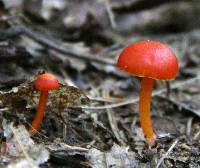 Hygrocybe miniata image