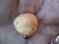 Suillus hirtellus image