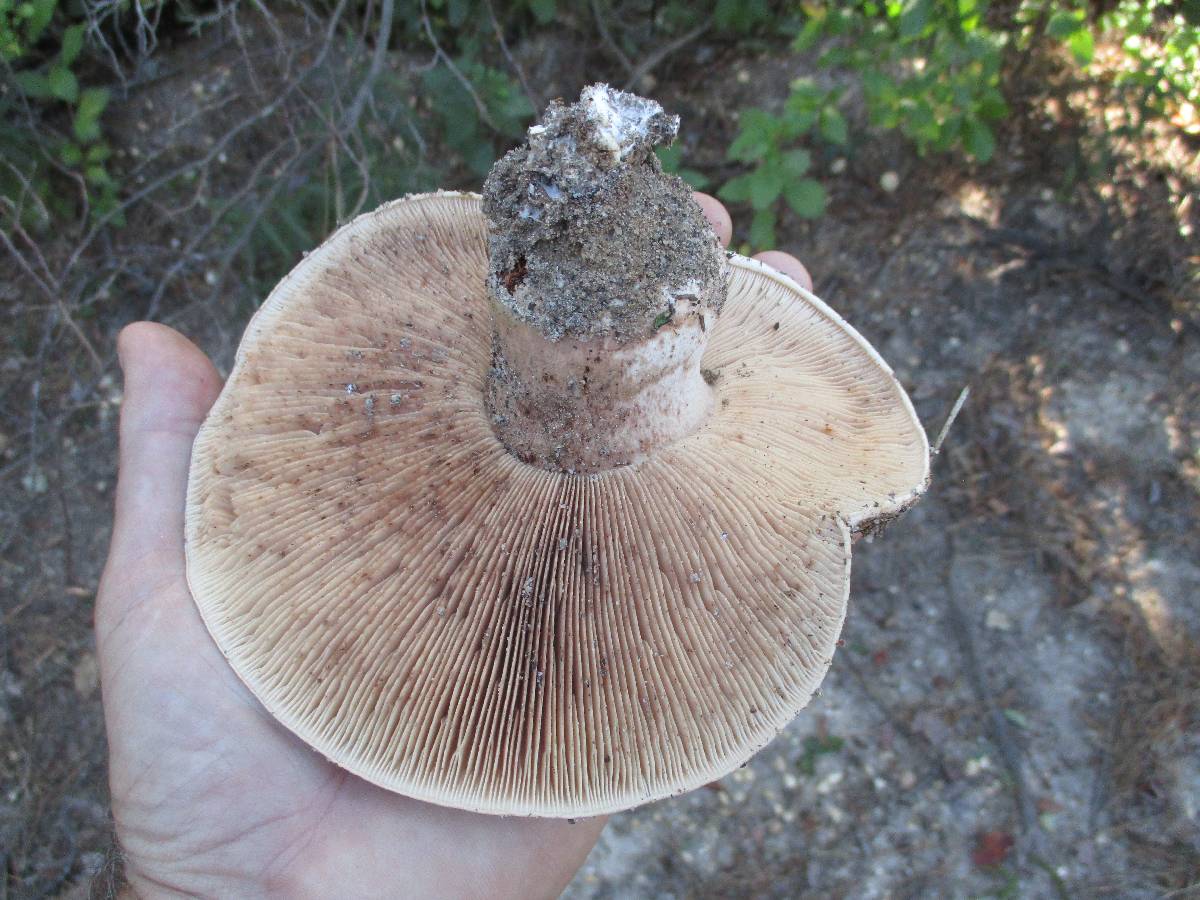 Tricholoma colossus image