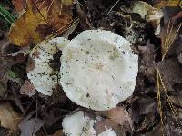 Tricholoma subresplendens image