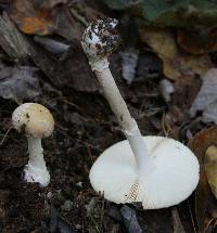 Amanita crenulata image