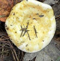 Lactarius scrobiculatus var. canadensis image