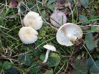 Clitocybe rivulosa image