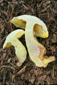 Boletus depilatus image