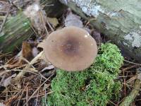 Lactarius lignyotus var. nigroviolascens image