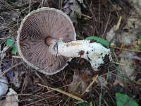 Agaricus silvaticus image