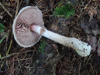 Agaricus silvaticus image