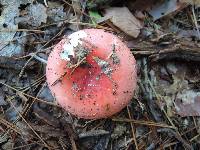 Russula silvicola image