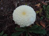 Amanita chrysoblema image