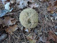 Calvatia craniiformis image