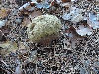 Calvatia craniiformis image