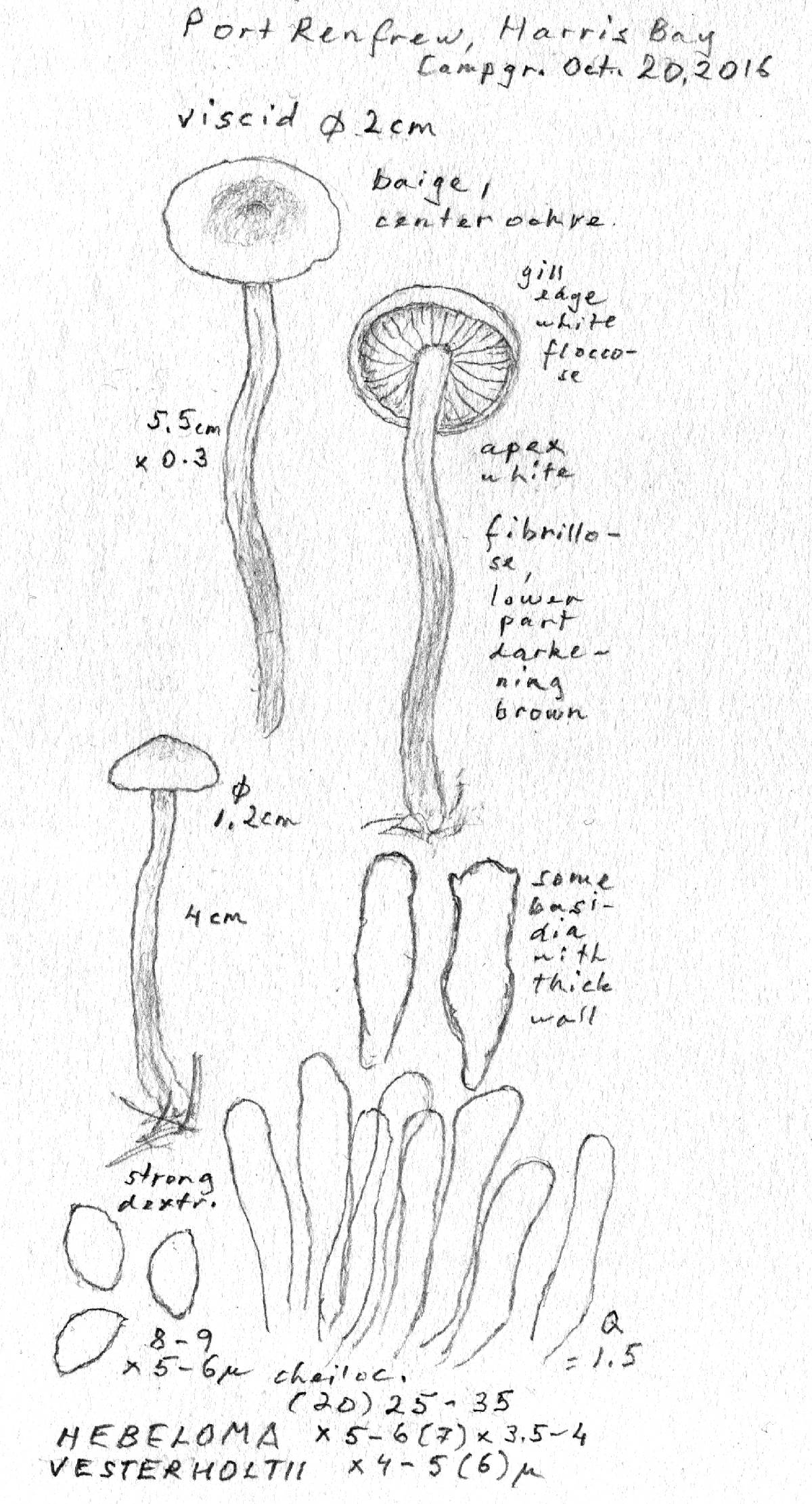 Hebeloma vesterholtii image