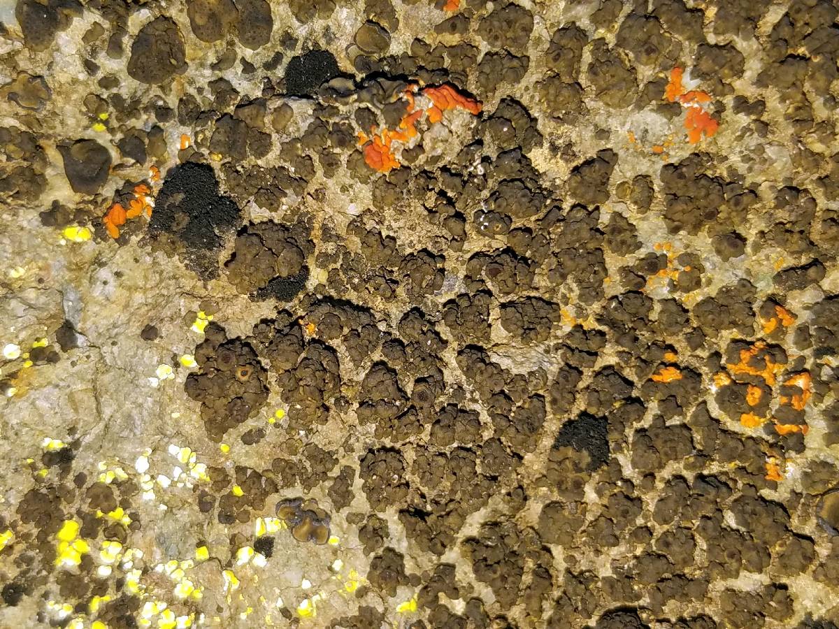 Peltula obscurans image