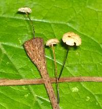 Marasmius felix image